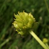 Ranunculus auricomus. Плод-многоорешек. Нидерланды, провинция Overijssel, община Zwartewaterland, заказник De Brommerd, луг в пойме реки Zwarte Water. 24 апреля 2010 г.