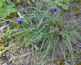 Muscari neglectum