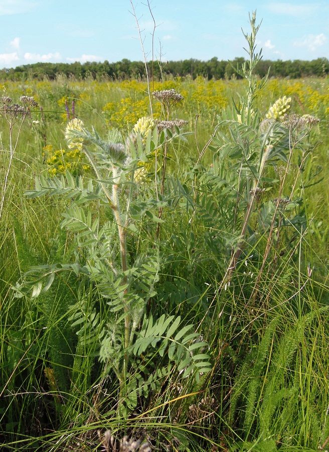 Изображение особи Oxytropis pilosa.