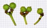 Euphorbia ingens. Зреющие плоды. Израиль, Шарон, г. Тель-Авив, ботанический сад \"Сад кактусов\". 27.12.2015.