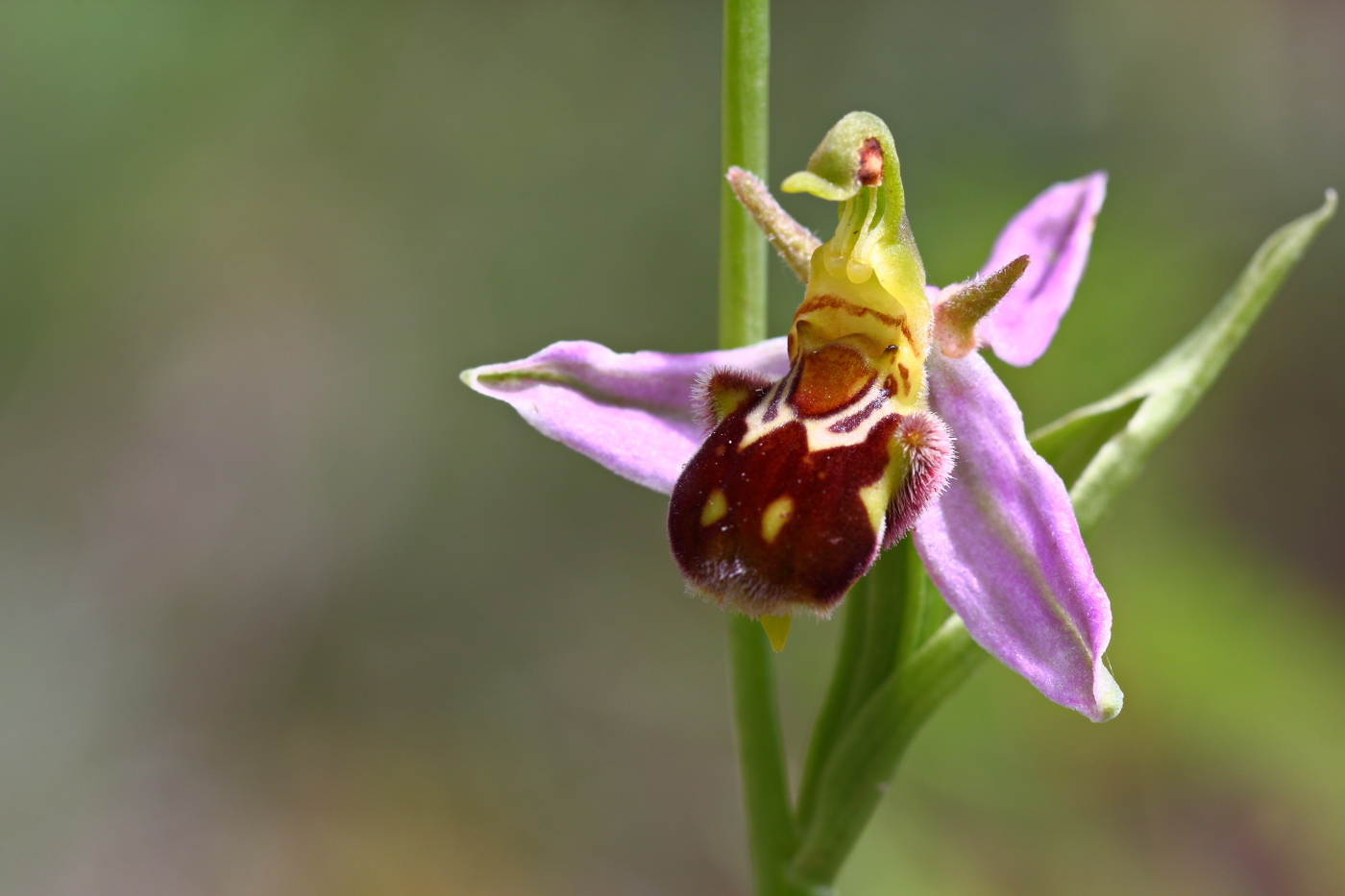 Изображение особи Ophrys apifera.