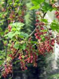 Ribes meyeri