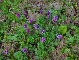 Corydalis conorhiza