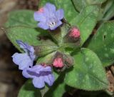 Pulmonaria obscura. Верхушка цветущего растения. Крым, Бахчисарайский р-н, окр. с. Счастливое, каньон р. Биюк-Узенбаш, лиственный лес. 18.03.2018.