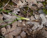 Ornithogalum woronowii