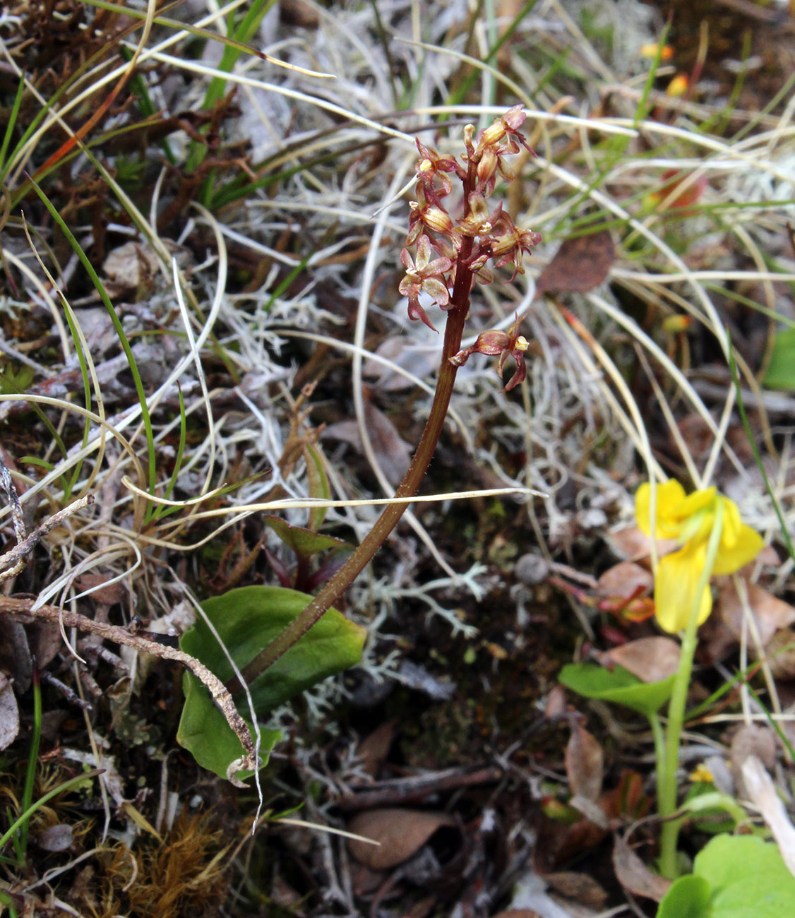 Изображение особи Listera cordata.