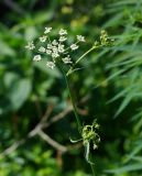 Sium latifolium. Пазушный побег с раскрывающимся и нераскрывшимися соцветиями. Восточный Казахстан, г. Усть-Каменогорск, правый берег р. Иртыш, влажный луг. 20.07.2018.