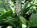 Phytolacca acinosa. Нижняя часть соцветия и листья. Москва, Новогиреево, ул. Кусковская, в культуре. 17.06.2015.