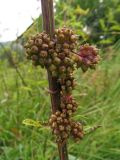 Cuscuta europaea