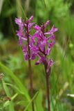 Dactylorhiza traunsteineri