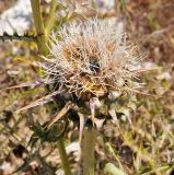 Cynara cornigera