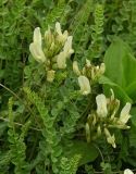 Astragalus sanguinolentus. Побеги с соцветиями. Австрия, г. Вена, альпинарий при Бельведере. 28.04.2008.
