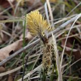 Carex ericetorum. Мужское (вверху) и женские соцветия. Ульяновск, Заволжский р-н, поляна в сосняке с лиственным подростом. 01.05.2021.