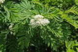 Sorbus amurensis