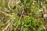 Cotoneaster uniflorus. Верхушка ветви с плодом. Республика Алтай, Усть-Коксинский р-н, долина реки Мульта, край заросшей кустарником поляны в окружении лиственичного леса. 30 июля 2020 г.