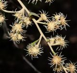 Tarchonanthus camphoratus