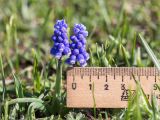 Muscari dolichanthum. Цветущее растение. Абхазия, Гагрский р-н, гора Мамдзышха, выс. 1815 м н.у.м., альпийский луг. 15.05.2021.