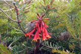 Blandfordia punicea. Ветвь с соцветиями. Австралия, штат Тасмания, национальный парк \"Mount Bruny\". 04.01.2011.