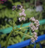 Valeriana wolgensis. Соцветие в начале цветения. Пермский край, г. Пермь, Кировский р-н, кладбище \"Закамское\", газон. 25.06.2023.