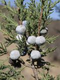 Juniperus excelsa. Часть веточки с шишкоягодами. Крым, Карадагский заповедник, Тумановая балка, шибляк. 3 октября 2023 г.