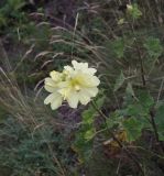 Alcea rugosa