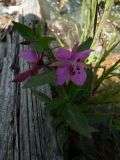 Chamaenerion latifolium. Цветущее растение. Респ.Алтай. оз.Кучерлинское.18.07.2008.