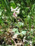 Corydalis ledebouriana. Цветущее растение с завязавшимися плодами. Казахстан, хр. Сырдарьинский Каратау, ущ. Беркара, ≈ 750 м н.у.м., ясеневый тугай. 7 апреля 2024 г.