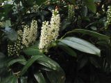 Lauro-cerasus officinalis. Ветвь с соцветиями. Нидерланды, Гронинген, в городском озеленении. 26 апреля 2008 г.