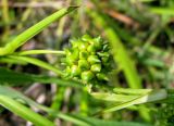 Sparganium neglectum