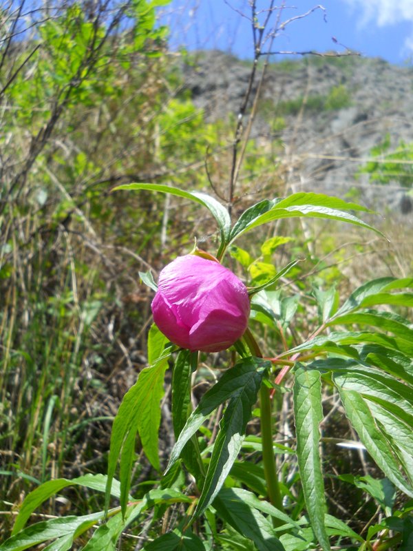 Изображение особи Paeonia anomala.