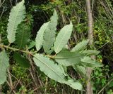 Salix × schaburovii