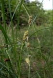 Carex hirta