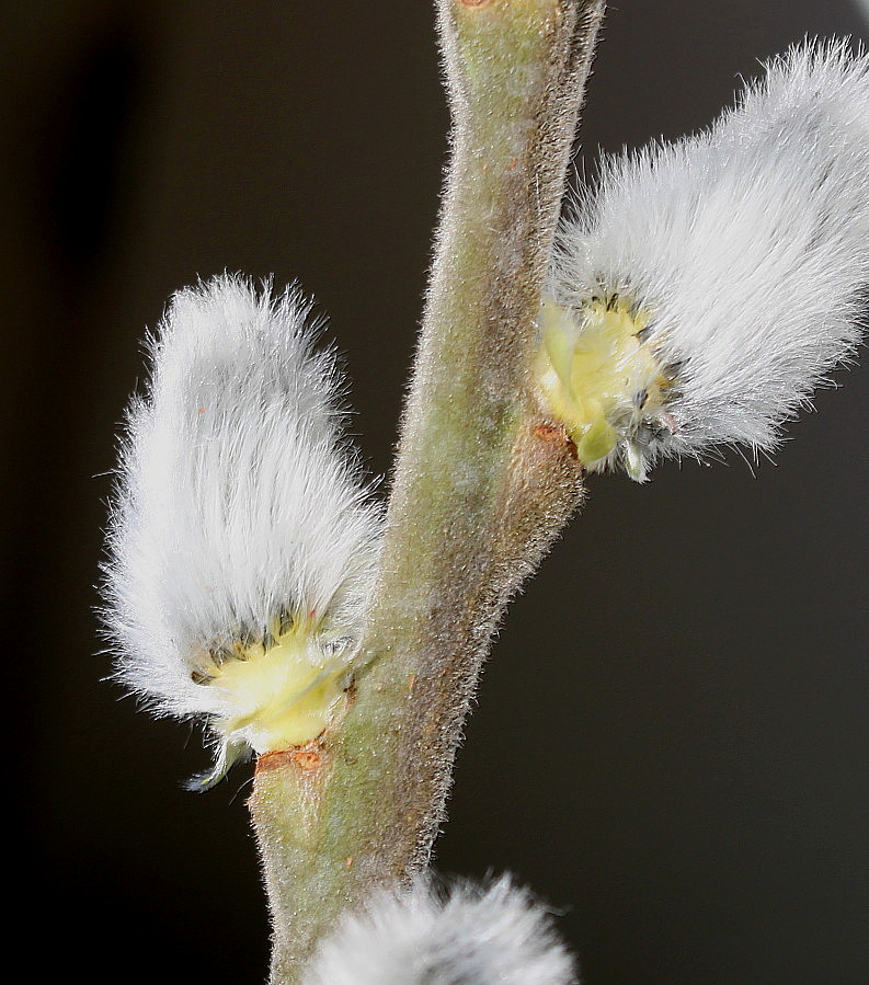 Изображение особи Salix &times; reichardtii.