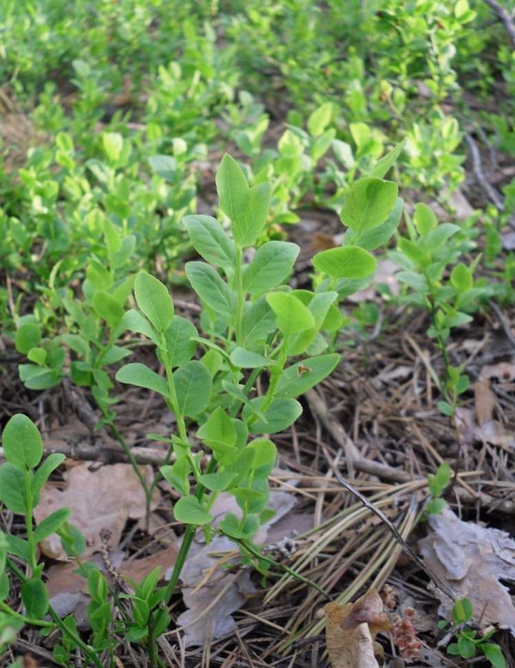 Изображение особи Vaccinium myrtillus.