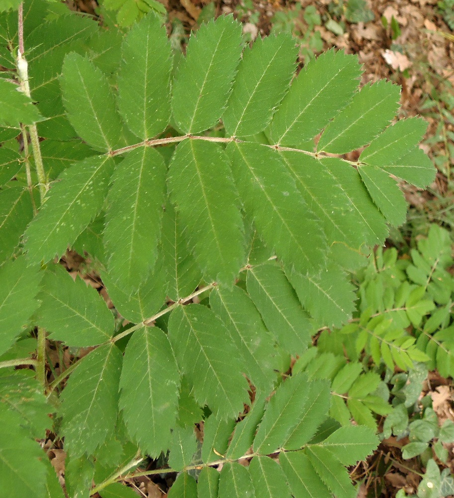 Image of Sorbus domestica specimen.