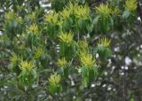 Excoecaria agallocha. Ветвь цветущего дерева. Таиланд, национальный парк Си Пханг-нга. 20.06.2013.