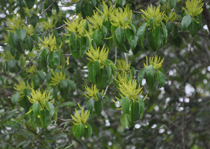 Image of Excoecaria agallocha specimen.