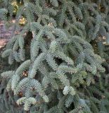 Abies pinsapo