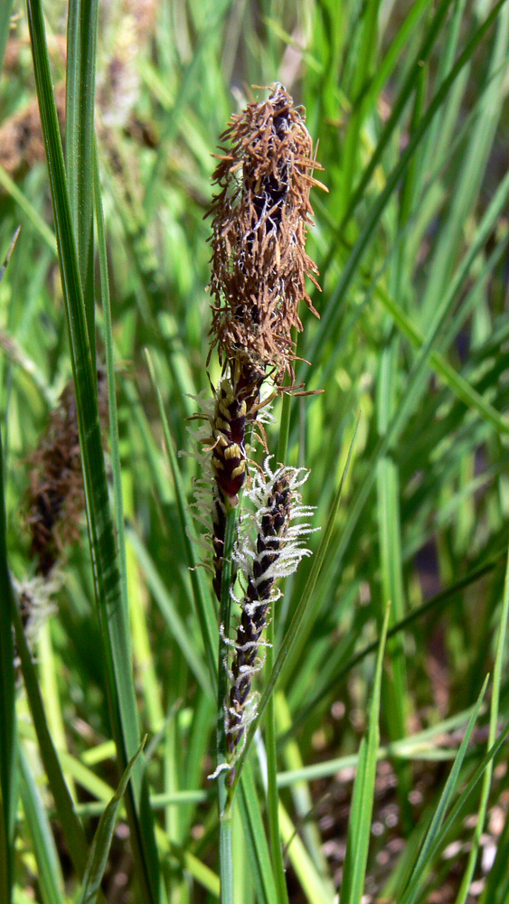 Изображение особи Carex cespitosa.