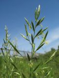 Festuca pratensis