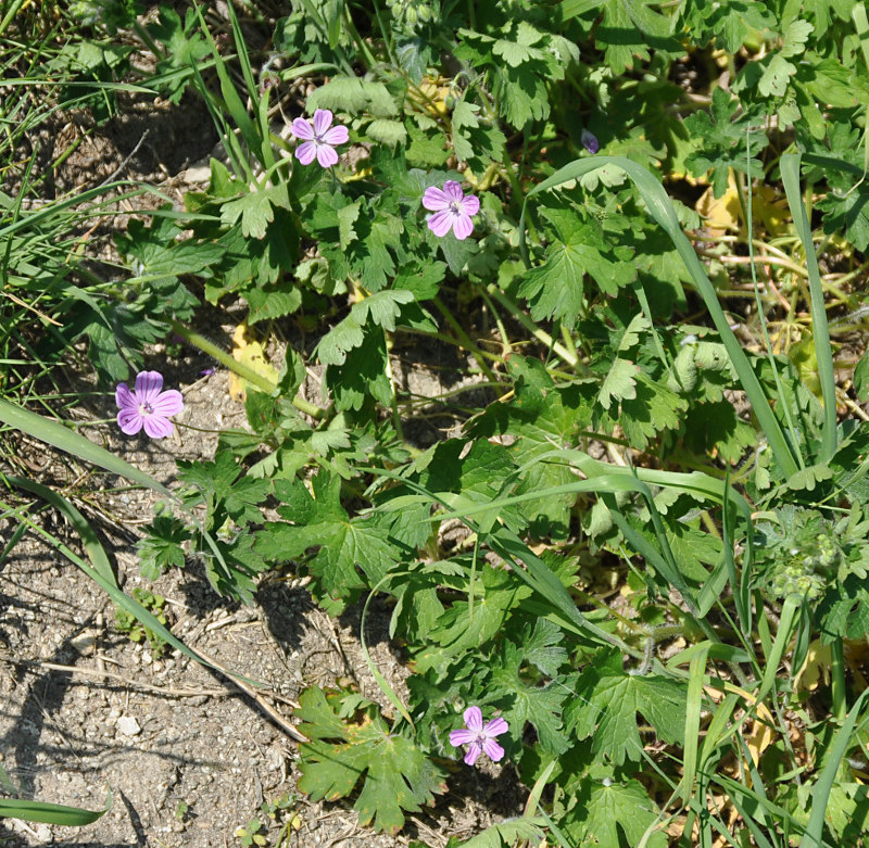 Image of Geranium albanum specimen.