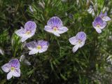 Veronica filifolia