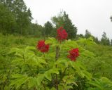 Sambucus miquelii