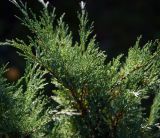 Juniperus scopulorum