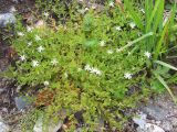 Stellaria crassifolia