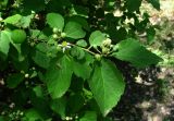 Grewia biloba разновидность parviflora. Верхушка цветущей ветви. Краснодарский край, Сочи, Дендрарий. 01.07.2015.