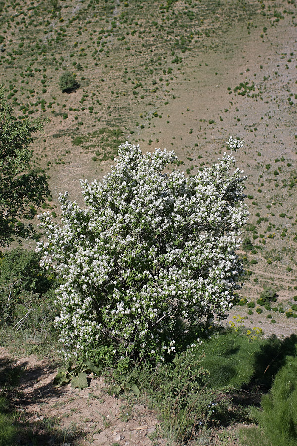 Изображение особи Lonicera nummulariifolia.