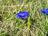 Gentiana dshimilensis. Цветок и бутон. Карачаево-Черкесия, окр. пос. Архыз, долина р. София, ≈ 2000 м н.у.м., субальпийский луг. 18.06.2015.