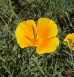 Eschscholzia californica