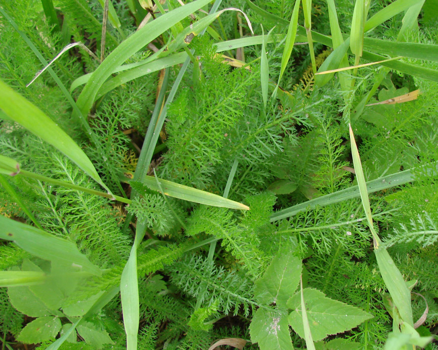 Изображение особи Achillea millefolium.